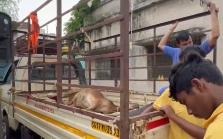 मूक पीड़ा की पुकार पर मानवता बनी प्रहरी: घायल नंदी की मदद को दौड़ी यातायात पुलिस