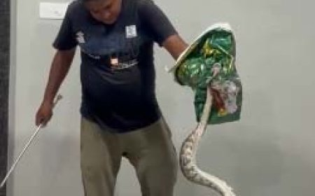 भिलाई के घर में घुसा 4 फीट लंबा अजगर, अफरा-तफरी मची, आधे घंटे में रेस्क्यू