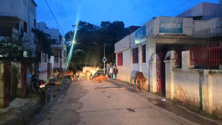 दुर्ग की सड़कों पर जानलेवा मवेशियों का कब्जा, अरुण वोरा बोले— अब प्रशासन को नींद से जागना होगा