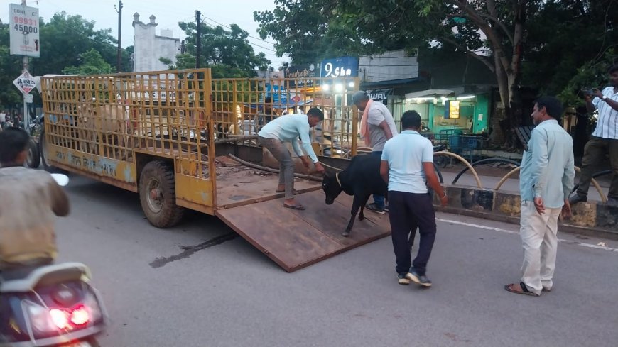 सड़क पर बैठे मवेशियों को हटाने रिसाली नगर निगम का विशेष अभियान
