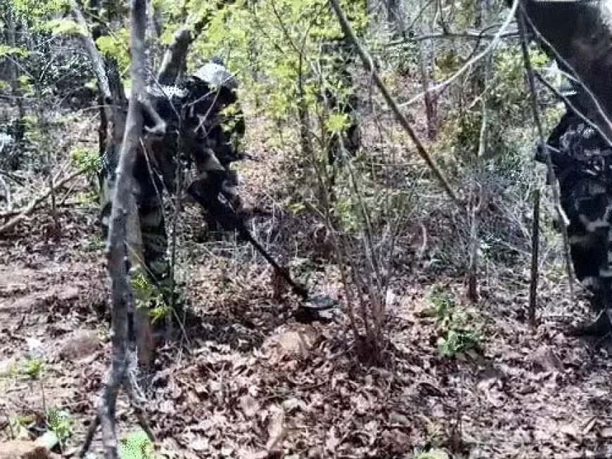 बीजापुर के जंगलों में मुठभेड़, 4 नक्सली ढेर: INSAS, SLR समेत हथियार बरामद; फोर्स का सर्च ऑपरेशन जारी