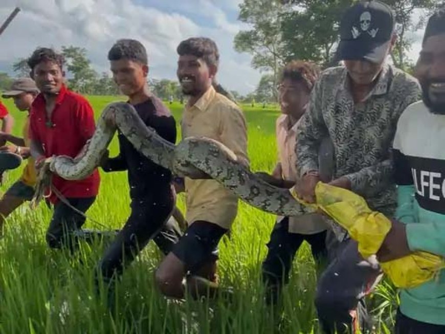 राजनांदगांव में खेत में काम करते समय किसान पर अजगर ने किया हमला, साथी किसानों की सूझबूझ से बची जान