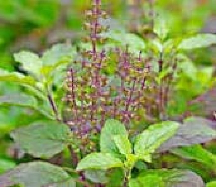 सुबह खाली पेट चबाकर खाएं ये औषधीय पत्ता, पेट होगा पूरा साफ, कई रोगों को रखे कोसों दूर, सांस की बीमारियों में दे आराम