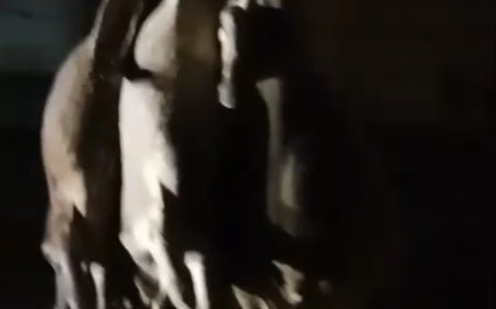 तेज़ रफ़्तार हाईवा ने मचाई तबाही, आठ मवेशियों की मौके पर मौत