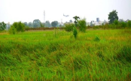 किसानों को बड़ी राहत.. बेमौसम बारिश से चौपट हुई फसलों पर मिलेगी क्षतिपूर्ति, अधिसूचना जारी