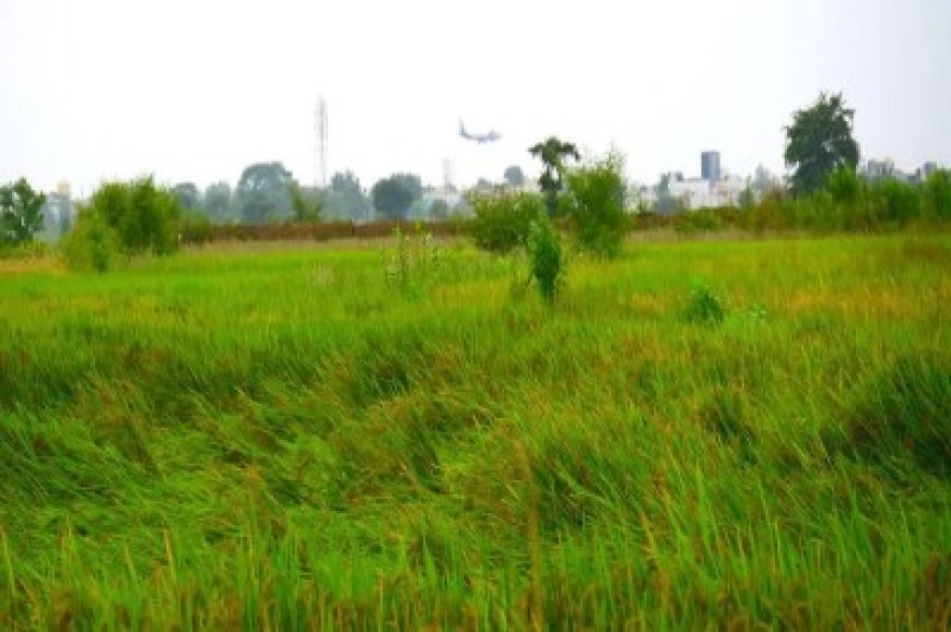 किसानों को बड़ी राहत.. बेमौसम बारिश से चौपट हुई फसलों पर मिलेगी क्षतिपूर्ति, अधिसूचना जारी