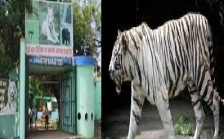 मैत्री बाग में सफेद बाघिन जया की मौत, वन विभाग के अधिकारियों ने की पुष्टि