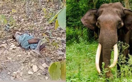 धान की रखवाली कर रही महिला को हाथी ने मार डाला, सरगुजा में दूसरी महिला घायल