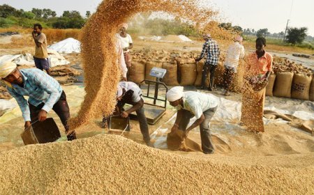 समर्थन मूल्य धान खरीदी से पहले छत्तीसगढ़ में अवैध धान पर सख्त कार्रवाई, 1.51 लाख क्विंटल जब्त…
