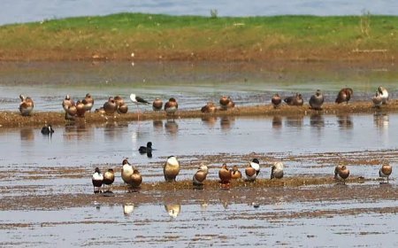 कोपरा जलाशय छत्तीसगढ़ का पहला रामसर साइट घोषित, CM साय ने जताई खुशी, जानें क्या कहा?