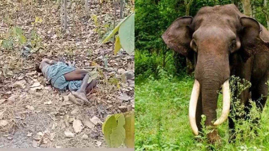 धान की रखवाली कर रही महिला को हाथी ने मार डाला, सरगुजा में दूसरी महिला घायल