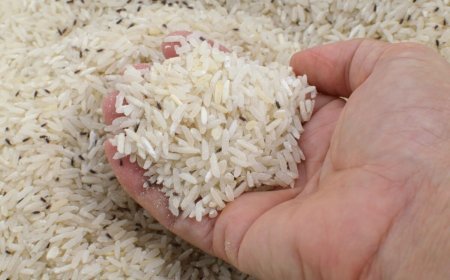 18 करोड़ का 30 हजार क्विंटल चावल खराब! तीन स्टैक पूरी तरह सड़ा, DMO सख्त- आखिर कौन है जिम्मेदार..?