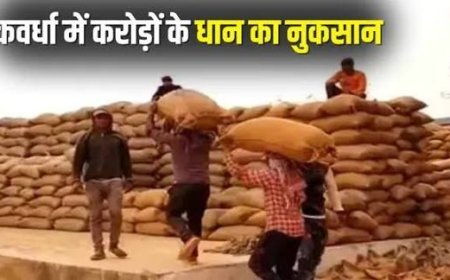 धान के कटोरे में घोटालों की फसल! तीन जिलों में करोड़ों का नुकसान, आखिर कौन खा गया किसानों का धान? चूहे या फिर…