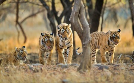 अचानकमार टाइगर रिजर्व में बढ़ेगी बाघों की संख्या, मार्च में मध्य प्रदेश से आएंगी 3 बाघिन