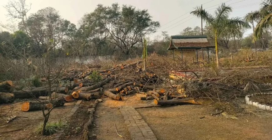 बीएसपी ला रहा 5900 करोड़ का यूनिवर्सल रेल एंड स्ट्रक्चरल मिल, धुआंधार 4000 पेड़ों की कटाई