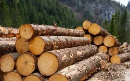 ‘पुष्पा-2’ स्टाइल लकड़ी तस्करी का खुलासा… 50 लाख की खैर-तेंदू जब्त, गोदाम में छिपा रखा था ‘लाल सोना’