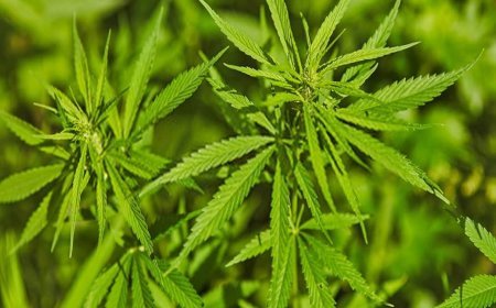 सूखे नशे के नेटवर्क का भंडाफोड़! 13 किलो से ज्यादा गांजा सहित 2400 नशीली गोलियां बरामद, हिस्ट्रीशीटर मुकेश बनिया गिरफ्तार