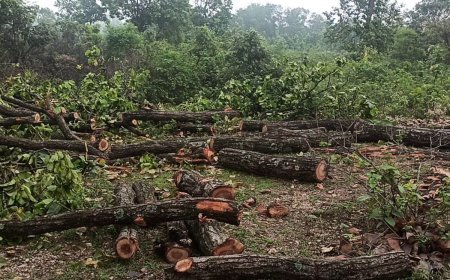 इस जंगल में रातों-रात कट रहे पेड़, ग्रामीणों ने जताई मिलीभगत की आशंका, वन विभाग की निगरानी पर उठे सवाल