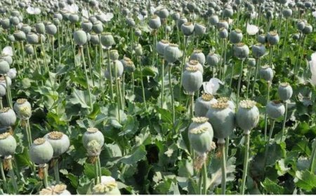 एनसीबी ने उखड़वाई कुसमी में पकड़ी गई अफीम की खेती, सरपंच बोला- जनवरी में ही पुलिस को दी थी सूचना, लेकिन…