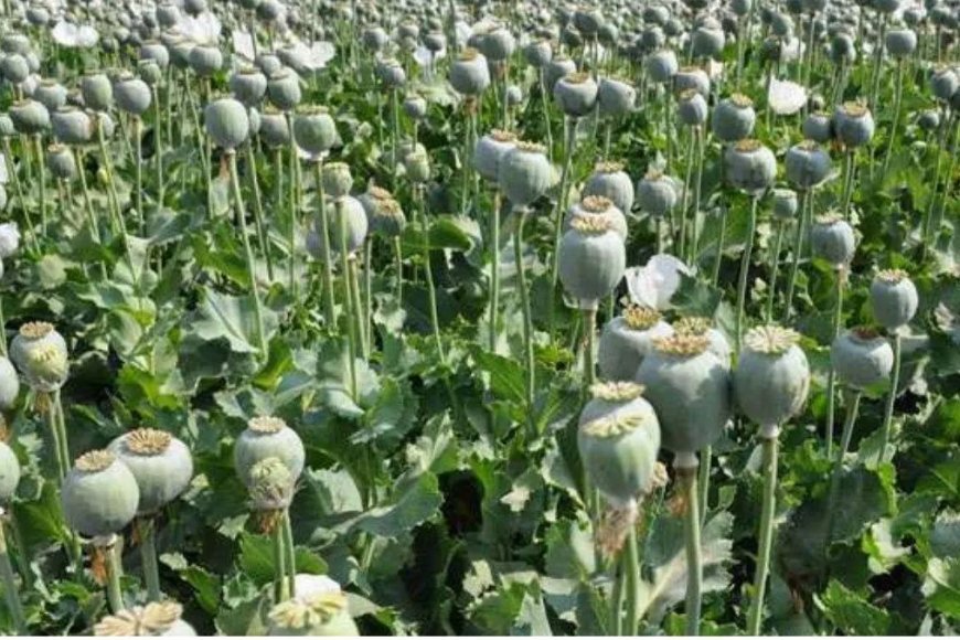 एनसीबी ने उखड़वाई कुसमी में पकड़ी गई अफीम की खेती, सरपंच बोला- जनवरी में ही पुलिस को दी थी सूचना, लेकिन…