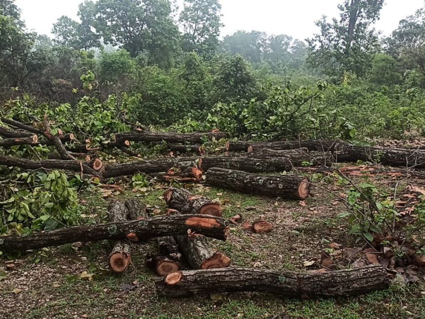 इस जंगल में रातों-रात कट रहे पेड़, ग्रामीणों ने जताई मिलीभगत की आशंका, वन विभाग की निगरानी पर उठे सवाल