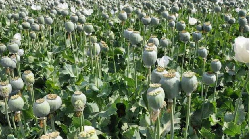 एनसीबी ने उखड़वाई कुसमी में पकड़ी गई अफीम की खेती, सरपंच बोला- जनवरी में ही पुलिस को दी थी सूचना, लेकिन…