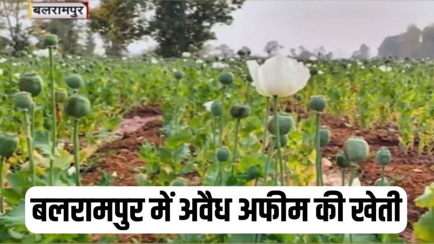 छत्तीसगढ़ में फिर पकड़ी गई 2 करोड़ की अफीम खेती, मसाले के नाम पर 1.47 एकड़ में लगाई थी फसल, 2 गिरफ्तार