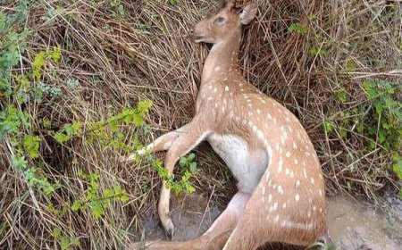 हिरण का शिकार कर दावत उड़ा रहे थे ग्रामीण, पकाया मांस बरामद, वन विभाग ने 5 आरोपियों को किया गिरफ्तार