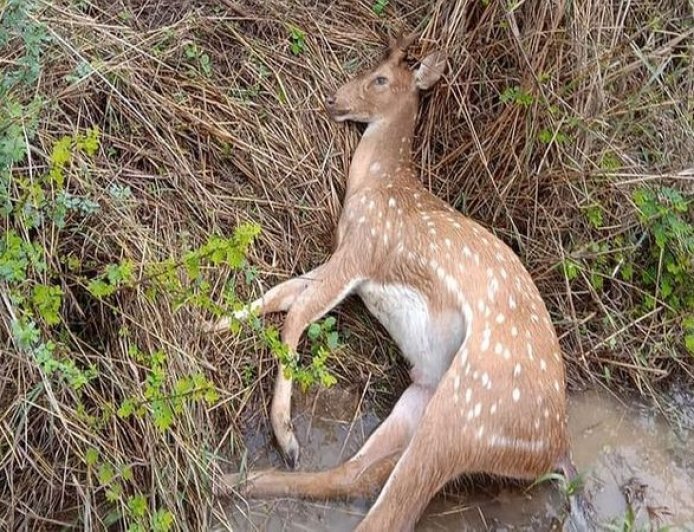 हिरण का शिकार कर दावत उड़ा रहे थे ग्रामीण, पकाया मांस बरामद, वन विभाग ने 5 आरोपियों को किया गिरफ्तार