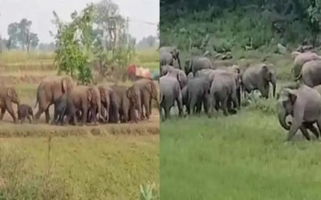 हाथियों का आतंक! 150 के करीब झुंड ने धान-मक्का फसल रौंदी, किसानों को भारी नुकसान