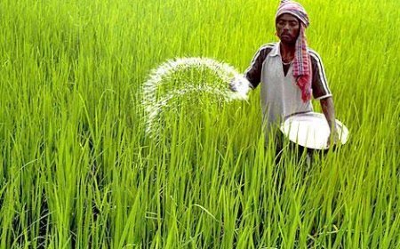 खेती में बदलाव की नई लहर! किसानों की पहली पसंद बने नैनो यूरिया और नैनो डीएपी,