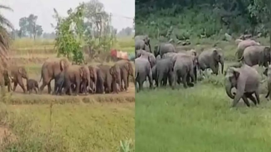 हाथियों का आतंक! 150 के करीब झुंड ने धान-मक्का फसल रौंदी, किसानों को भारी नुकसान