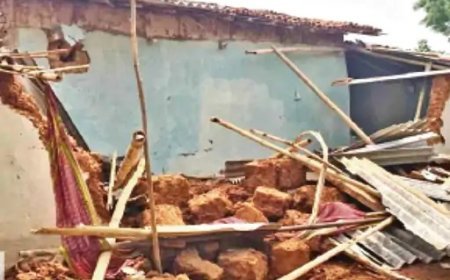 रायगढ़ में हाथियों का बढ़ता आतंक, खेतों और बस्तियों में रातभर मचाया उत्पात
