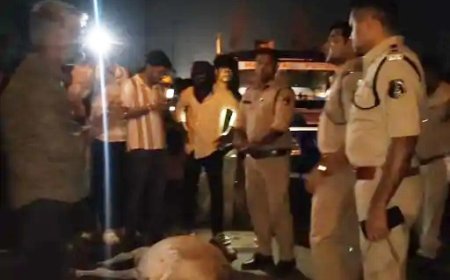 पेंड्री हाईवे पर तेज रफ्तार ट्रक ने मवेशियों को रौंदा, 8 गायों की मौत