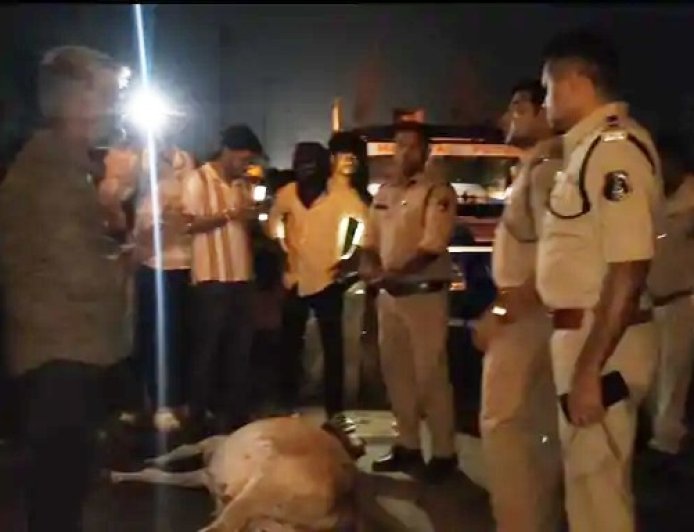 पेंड्री हाईवे पर तेज रफ्तार ट्रक ने मवेशियों को रौंदा, 8 गायों की मौत