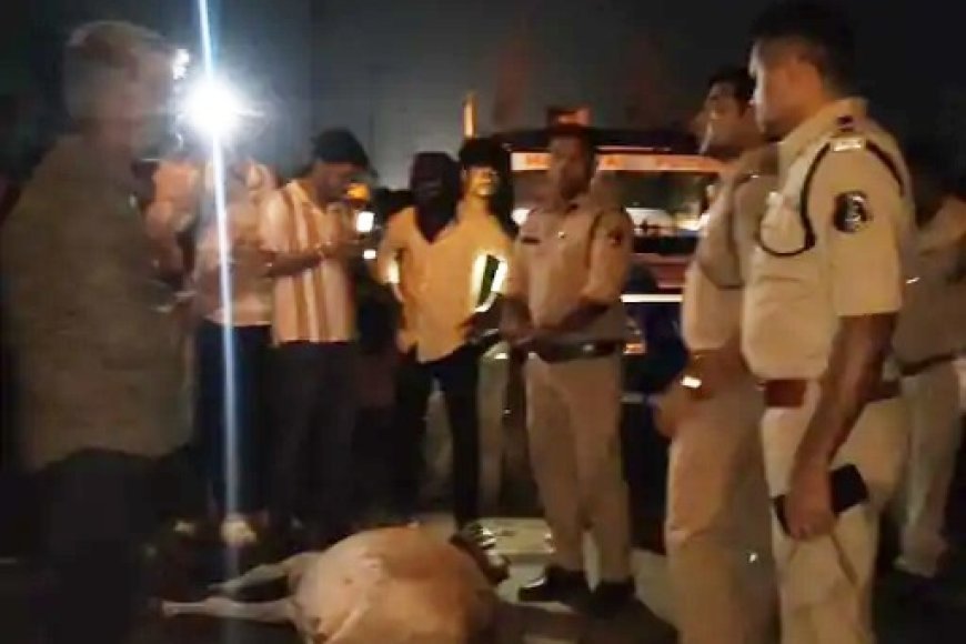 पेंड्री हाईवे पर तेज रफ्तार ट्रक ने मवेशियों को रौंदा, 8 गायों की मौत