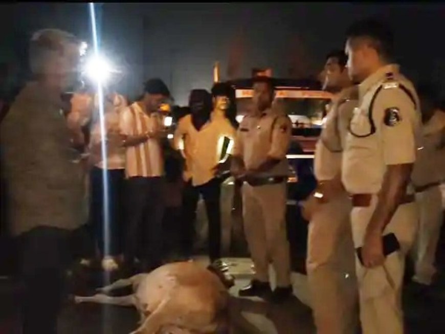 पेंड्री हाईवे पर तेज रफ्तार ट्रक ने मवेशियों को रौंदा, 8 गायों की मौत