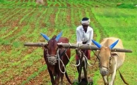 सरगुजा के अन्नदाताओं को बड़ी सौगात, 7 नए धान उपार्जन केंद्रों की स्थापना