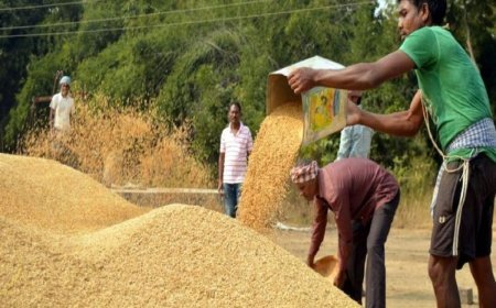 धान खरीदी में किसानों को फिर मिलेगी ऑनलाइन टोकन की सुविधा
