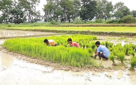 खेतों में पानी, जमीन पर धान और किसानों की बढ़ी धड़कनें