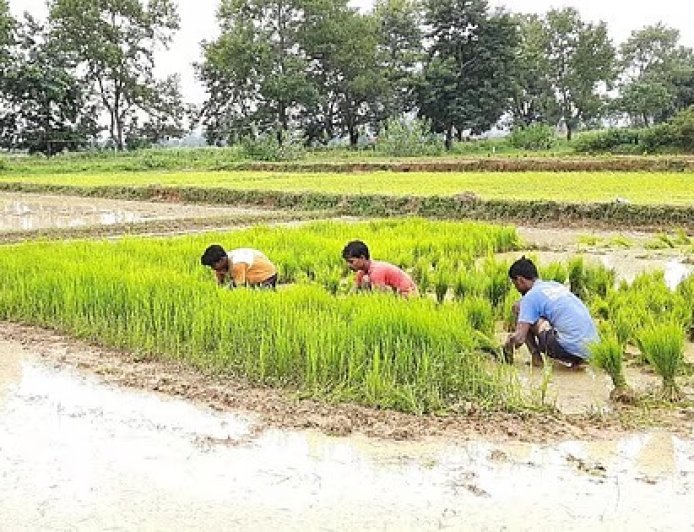 खेतों में पानी, जमीन पर धान और किसानों की बढ़ी धड़कनें