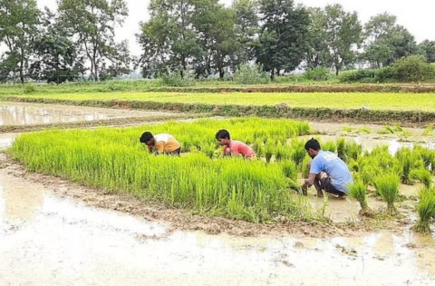 खेतों में पानी, जमीन पर धान और किसानों की बढ़ी धड़कनें